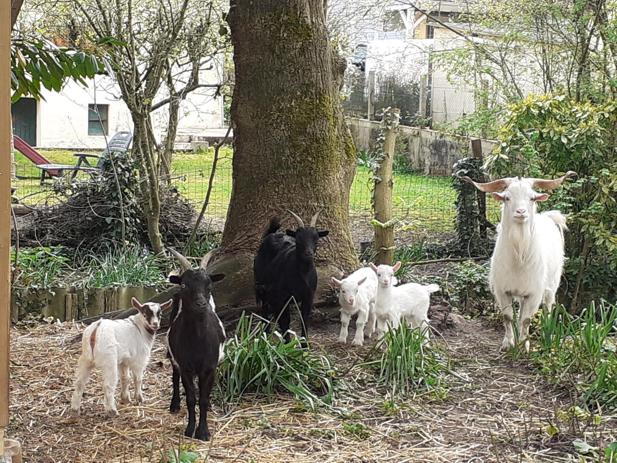 Gite De Charme Proche Du Mans Pour 6 Pers., Commerces A Pied, Tout Equipe - Fr-1-410-258 Cérans-Foulletourte Dış mekan fotoğraf